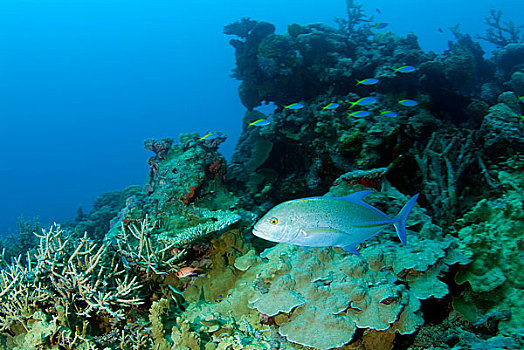 海洋生物