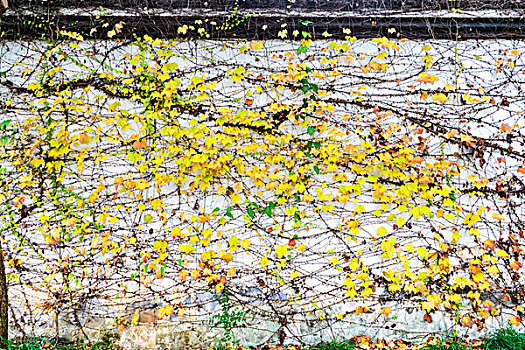 黄色的爬山虎植物墙