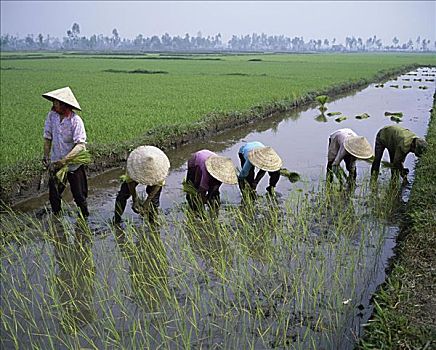 水稻种植,靠近,胡志明市,越南