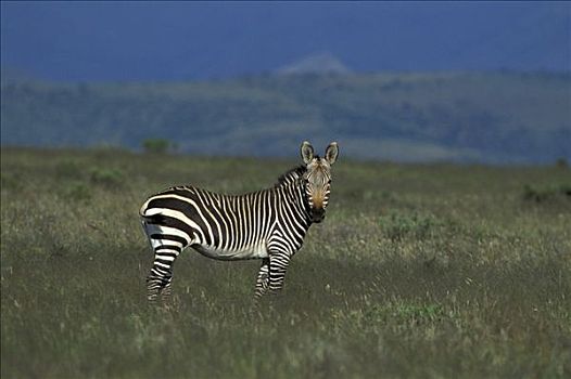 成年,站立,草,斑马山国家公园,南非
