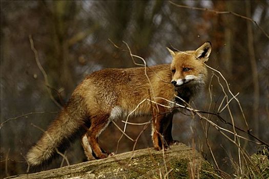 狐狸,狐属,森林,北莱茵威斯特伐利亚,德国