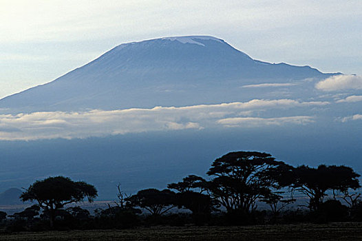 非洲,肯尼亚,安伯塞利国家公园,朝日,乞力马扎罗山,围绕,金合欢树