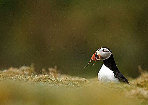 大西洋角嘴海雀,北极,成年,收集,鸟嘴,降雨,斯科莫岛,彭布鲁克郡,威尔士,英国,欧洲
