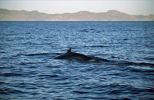 鲸,平面,加利福尼亚湾,墨西哥