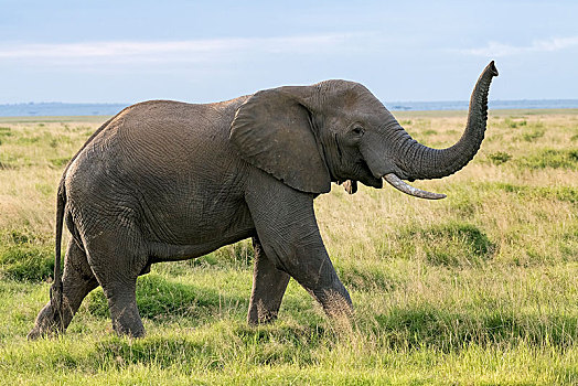非洲象,安伯塞利国家公园,肯尼亚,东非