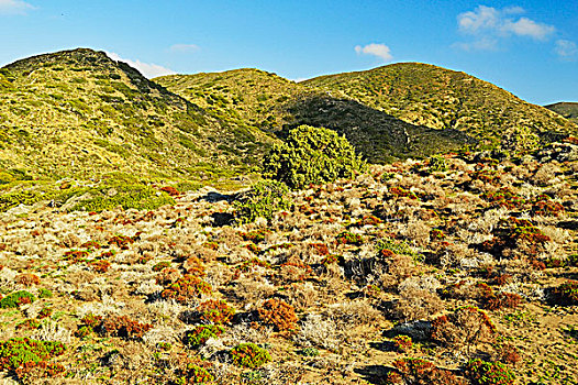 沿岸,场景,湾,罗得斯,多德卡尼斯群岛,爱琴海,希腊,欧洲