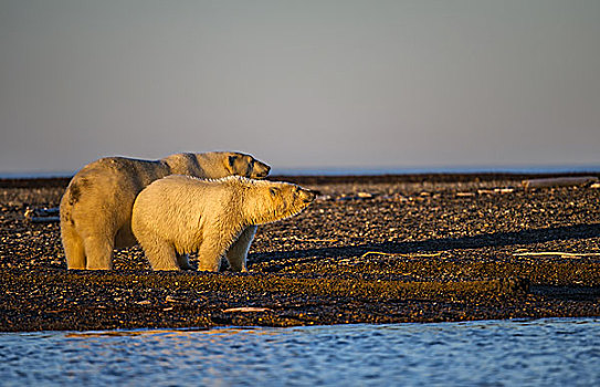 北极熊,幼兽,夜光,砾石,岛屿,冰岛,波弗特,海洋,阿拉斯加,美国