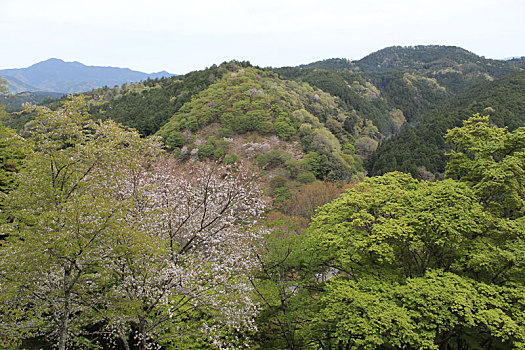 日本,奈良,山,房子