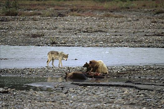 大灰熊,棕熊,狼,杀死,驼鹿,美洲驼鹿,畜体,德纳利国家公园和自然保护区,阿拉斯加