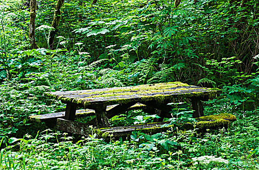野餐桌,树林,俄勒冈,美国