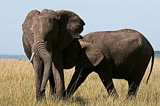 非洲,大象,年轻,马赛马拉国家保护区,肯尼亚
