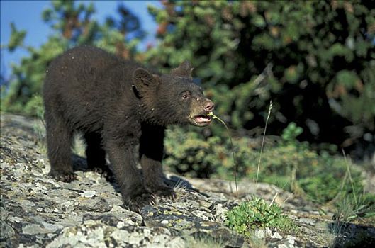 美洲黑熊,幼兽,进食,蒙大拿,美国,北美