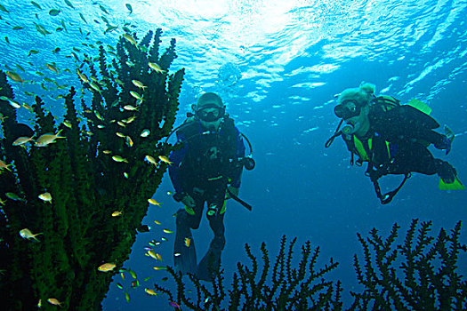潜水,靠近,大,珊瑚,鱼群,米尔恩湾,巴布亚新几内亚