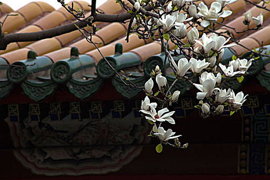 北京,玉兰花,红墙,故宫,春天,开放,赏春,热烈,背景