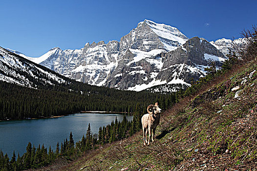 大角羊,湖,冰川国家公园,蒙大拿