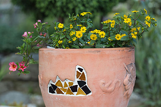 黄色,粉花,陶瓷,花盆