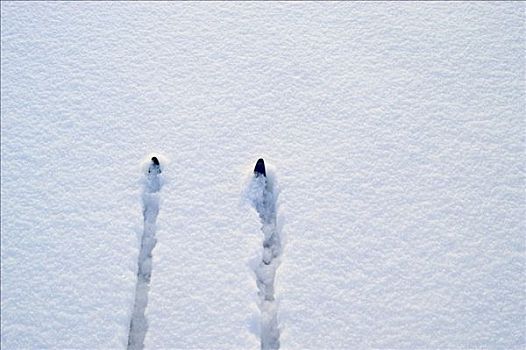 滑雪,越野滑雪,雪地