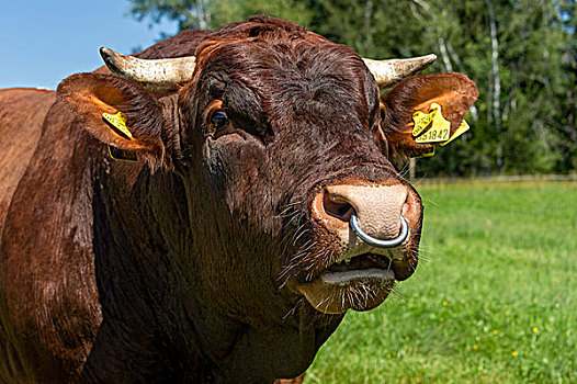 褐色,白色,斑点,公牛,鼻环,草场,家牛,头像,上巴伐利亚,巴伐利亚,德国,欧洲