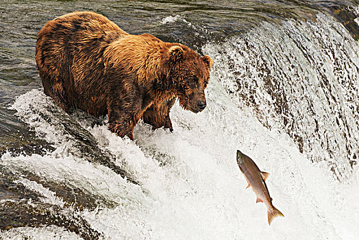 棕熊,北极,疤痕,背影,凝视,三文鱼,脚,嘴,溪流,瀑布,阿拉斯加,美国