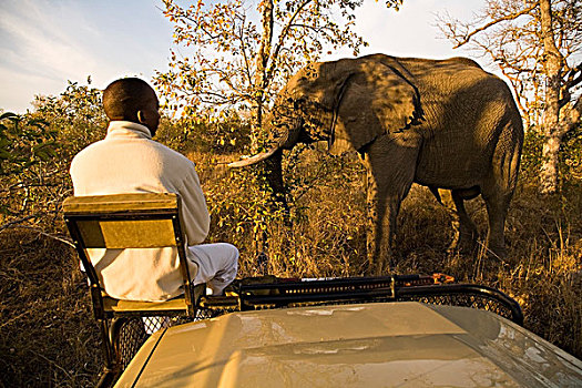 旅行队,交通工具,看,非洲象,南非,非洲