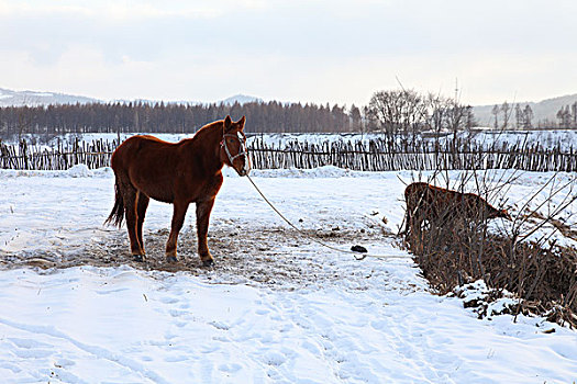 雪地上的马