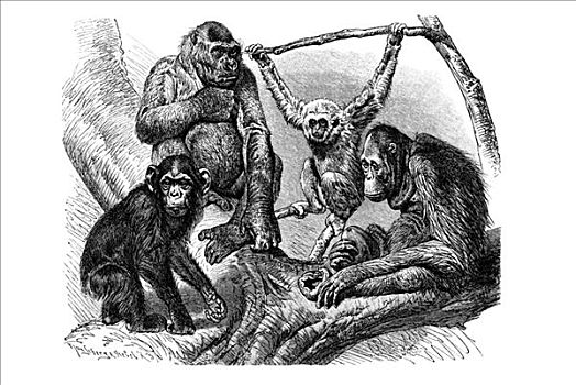 木刻,大猿,人科动物,黑猩猩,大猩猩,长臂猿,猩猩
