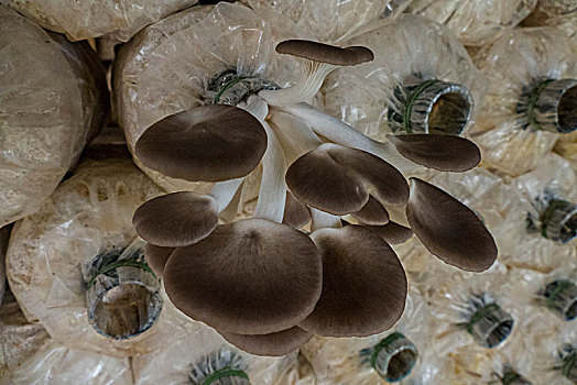 蘑菇,培育