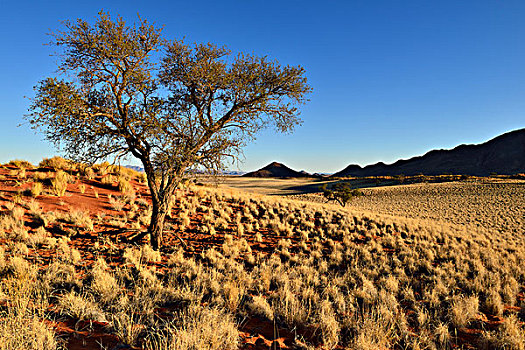 刺槐,自然保护区,纳米布沙漠,纳米比亚,非洲