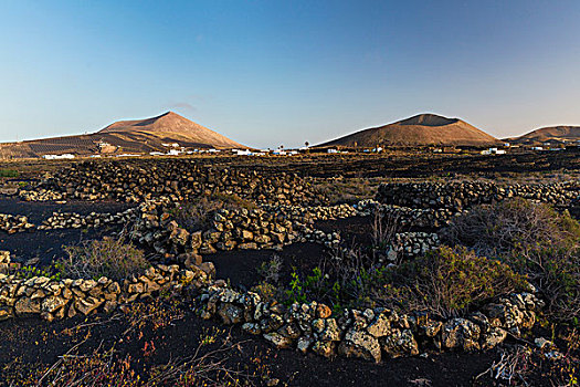 火山,后面,墙壁,火山岩,石头,给,葡萄藤,蔽护,重,风,兰索罗特岛,加纳利群岛