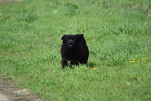黑色,狗,草地,草