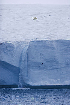 北极熊,大步走,冰,斯瓦尔巴特群岛,陡峭,悬崖,落下,海洋