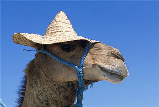 骆驼,戴着,帽子,突尼斯,非洲