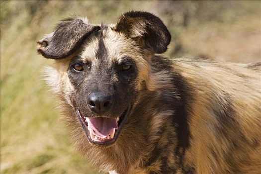 非洲野狗,非洲野犬属,纳米比亚,非洲