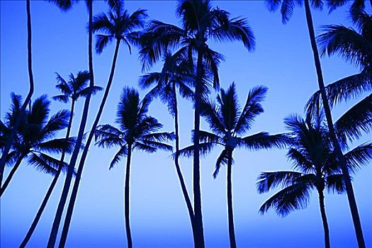 夏威夷,瓦胡岛,怀基基海滩,无忧宫,海滩,椰树,树,黎明