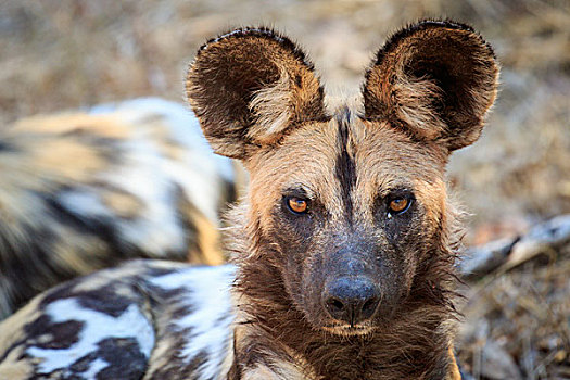 非洲野狗,非洲野犬属,头像,南卢安瓜国家公园,赞比亚,非洲
