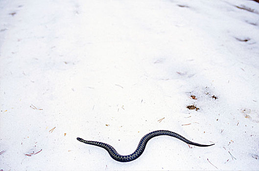 毒蛇,雪