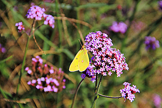 鲜花上的黄色蝴蝶