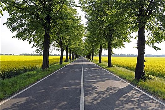 道路,菩提树,树,椴树属,勃兰登堡,德国,欧洲
