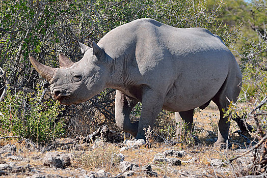 黑犀牛,埃托沙国家公园,纳米比亚,非洲