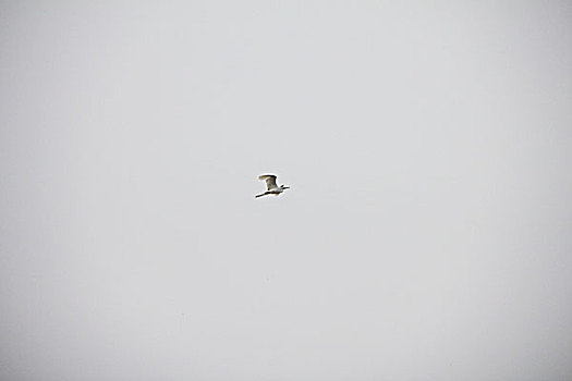 白鹤自由飞翔
