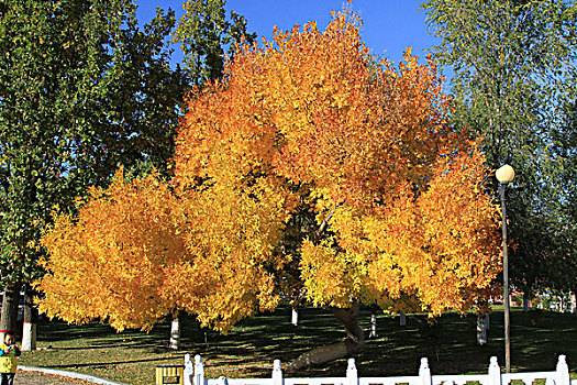 金色秋天树木
