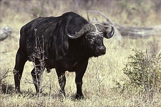 南非水牛