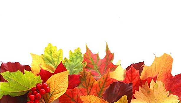 彩色,排列,秋叶,边界