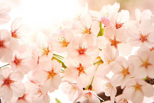 春天里盛开着的美丽的樱花