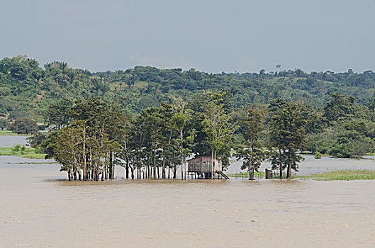 巴西,亚马逊河,河,高度,特色,木质,家