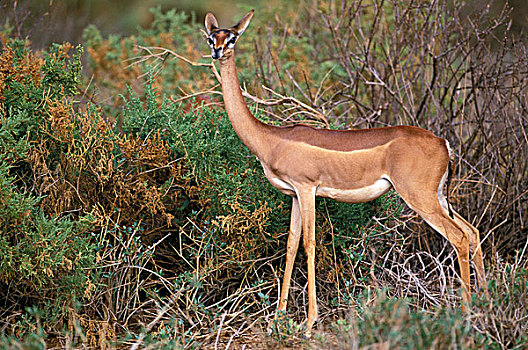 肯尼亚,萨布鲁国家公园,雌性,非洲瞪羚,长颈羚