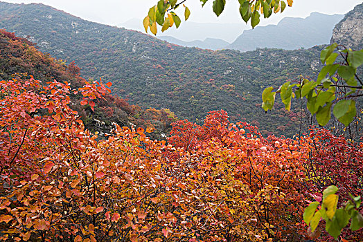 坡峰岭秋色