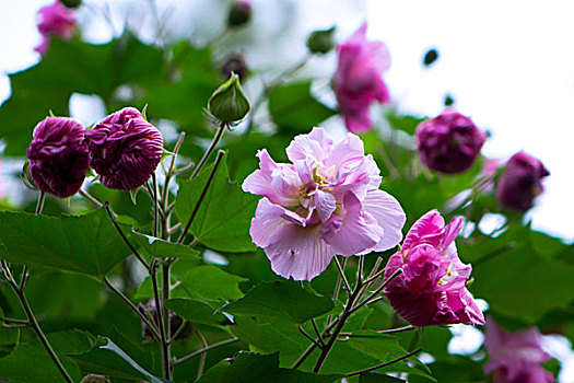 美艳的芙蓉花,木芙蓉,拒霜花,木莲,地芙蓉,华木