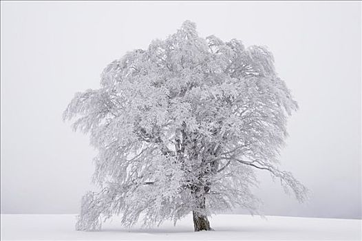 积雪,铜,山毛榉,南方,黑森林,巴登符腾堡,德国,欧洲