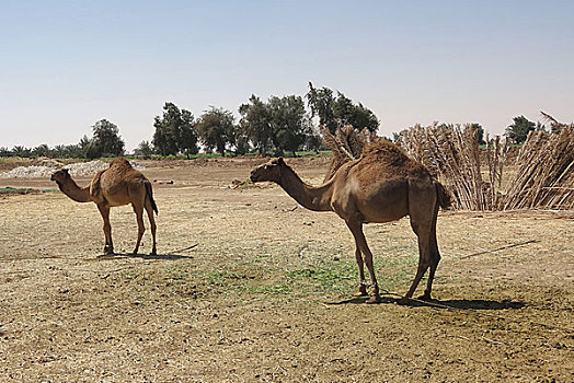 骆驼,埃及